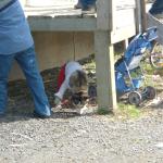 Dog is still dolled up from yesterday.