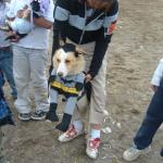 Dog getting dolled up