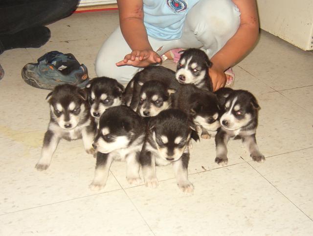 A picture taken of all the eight puppies.