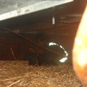 Doreen, Climbing around on the ground 