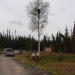 Here is Allen Meekis and Eddy Meekis ready to cut down the tree.