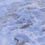 The catch so far, one perch and 3 walleye.